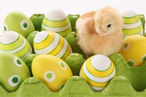 Pollito y huevos