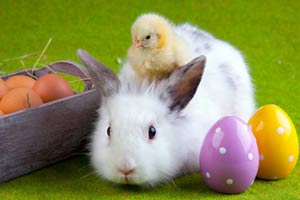 Im�genes pollitos conejos de Pascua