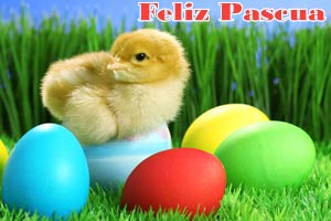 Pollitos Pascua